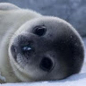 Meet your Posher, Carmen